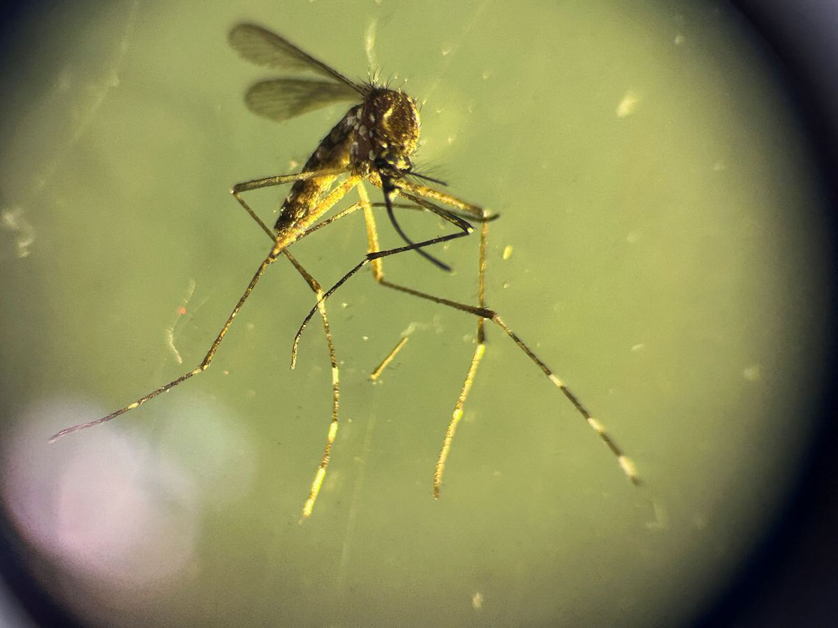 Foto: Imagen de un mosquito. (Reuters/Archivo/José Cabezas)