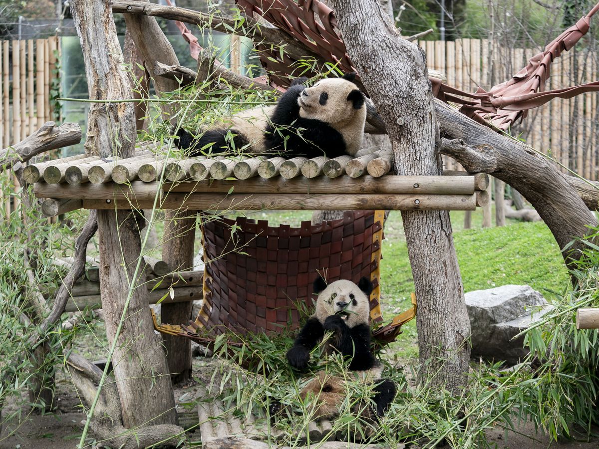 Foto: El Zoo Aquarium de Madrid se despide de su pareja de pandas. (Europa Press/A. Pérez Meca)