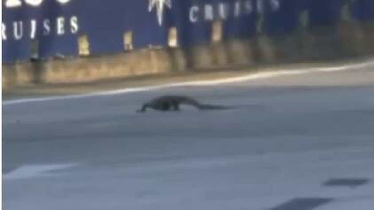 Fernando Alonso atropella a un lagarto que se había colado en la pista
