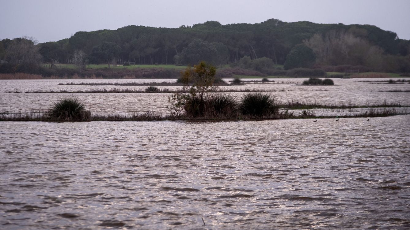 Foto: La marisma de El Rocío, en Doñana, recuperada tras las lluvias de los últimos días (EFE/ Julián Pérez)