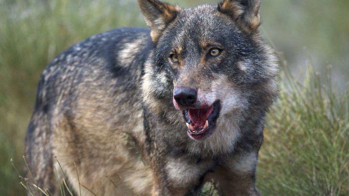 Decapitaciones y pirómanos: por qué España odia al lobo a muerte