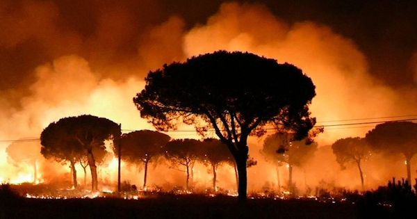 Foto: El incendio iniciado en junio pasado en Moguer (Huelva) llegó al Parque Natural de Doñana. (EFE)