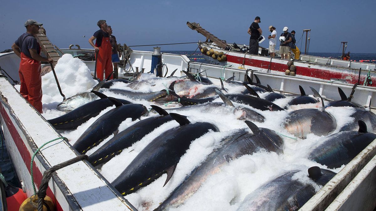 La Audiencia Nacional investigará la organización criminal del atún rojo ilegal