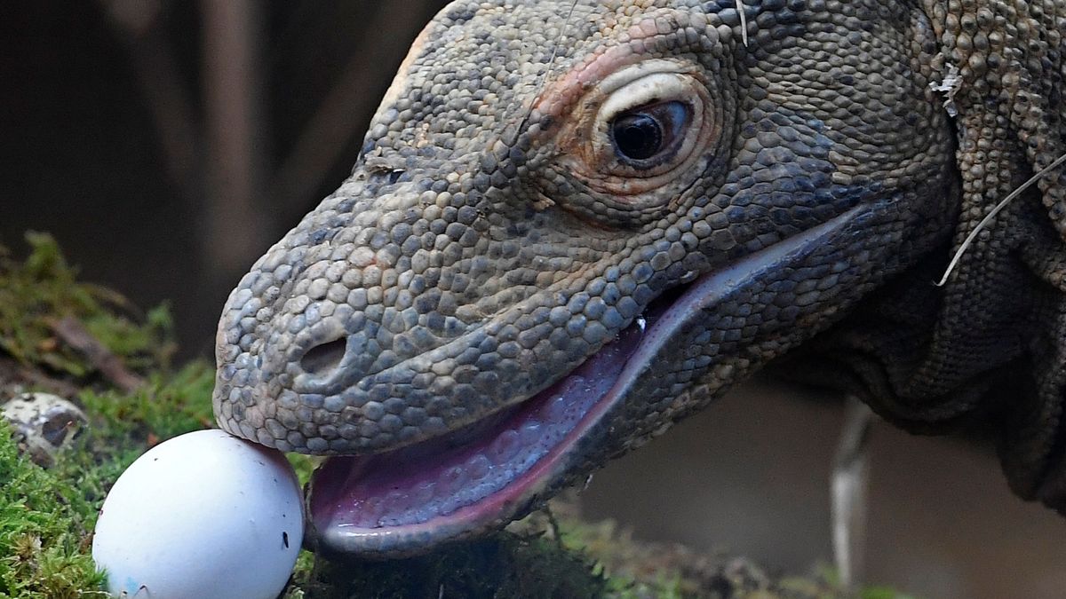 Indonesia cerrará la isla de Komodo para proteger a sus dragones autóctonos