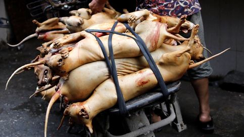 China celebra el festival de carne de perro a pesar de la alerta sanitaria