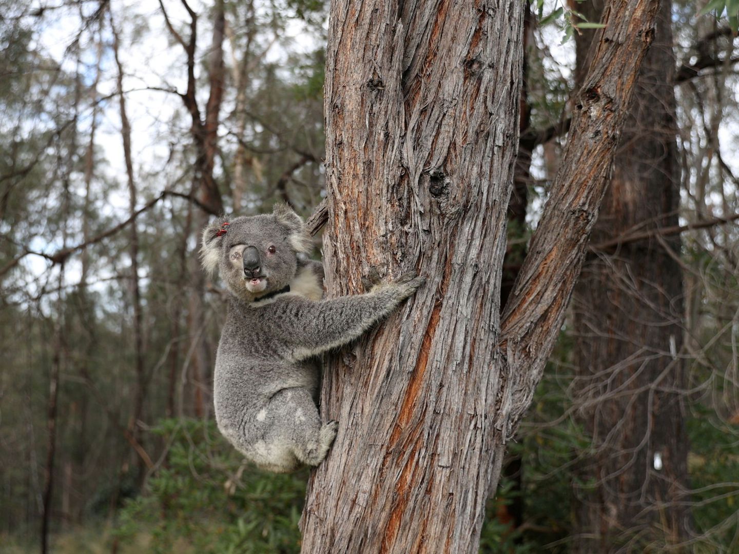 Un koala rescatado en 2018 de los fuegos que arrasaron gran parte de Australia. Foto: Reuters