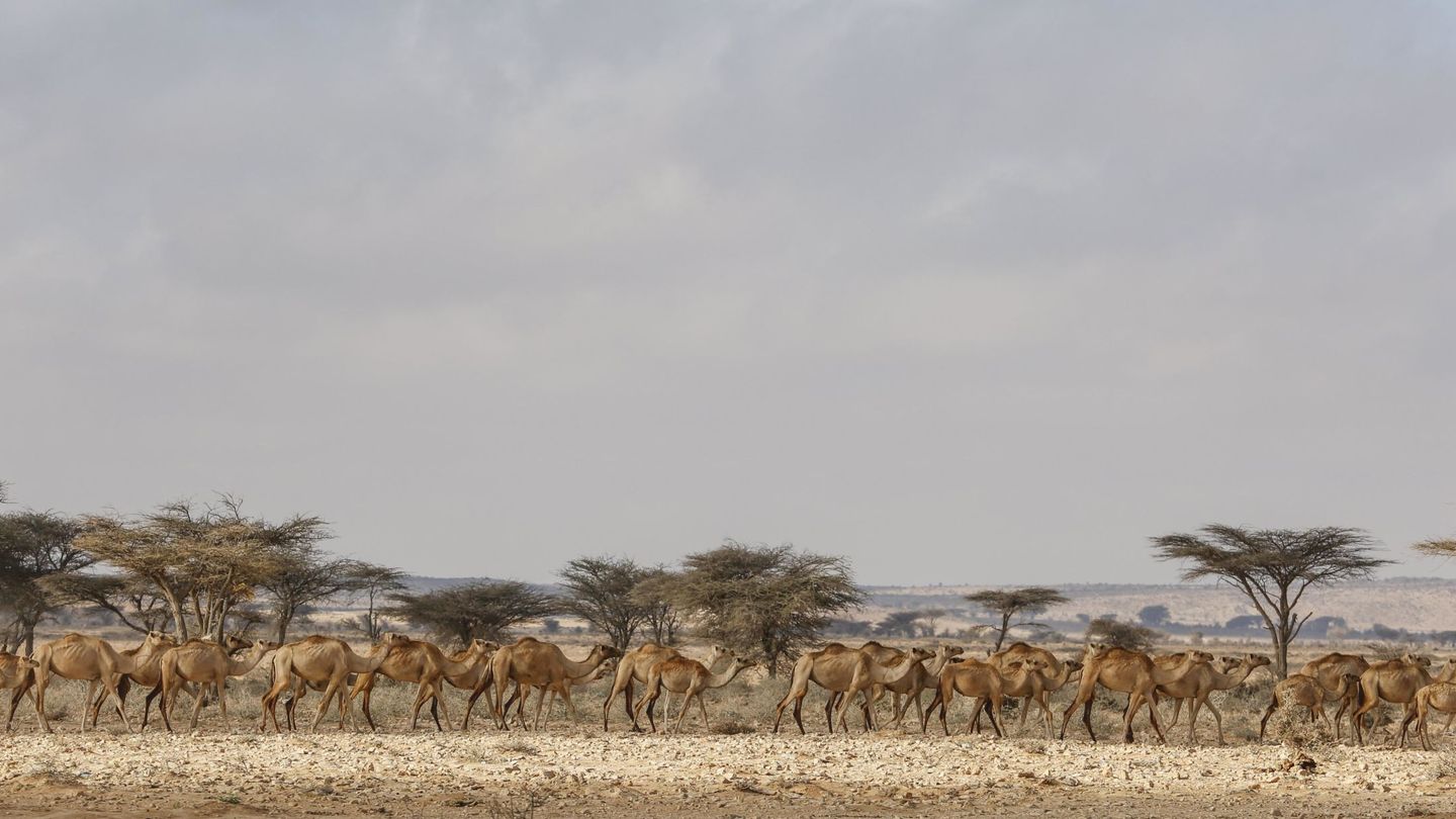 Un rebaño de camellos en Qardho, en la región semiautónoma somalí de Puntland. (EFE)