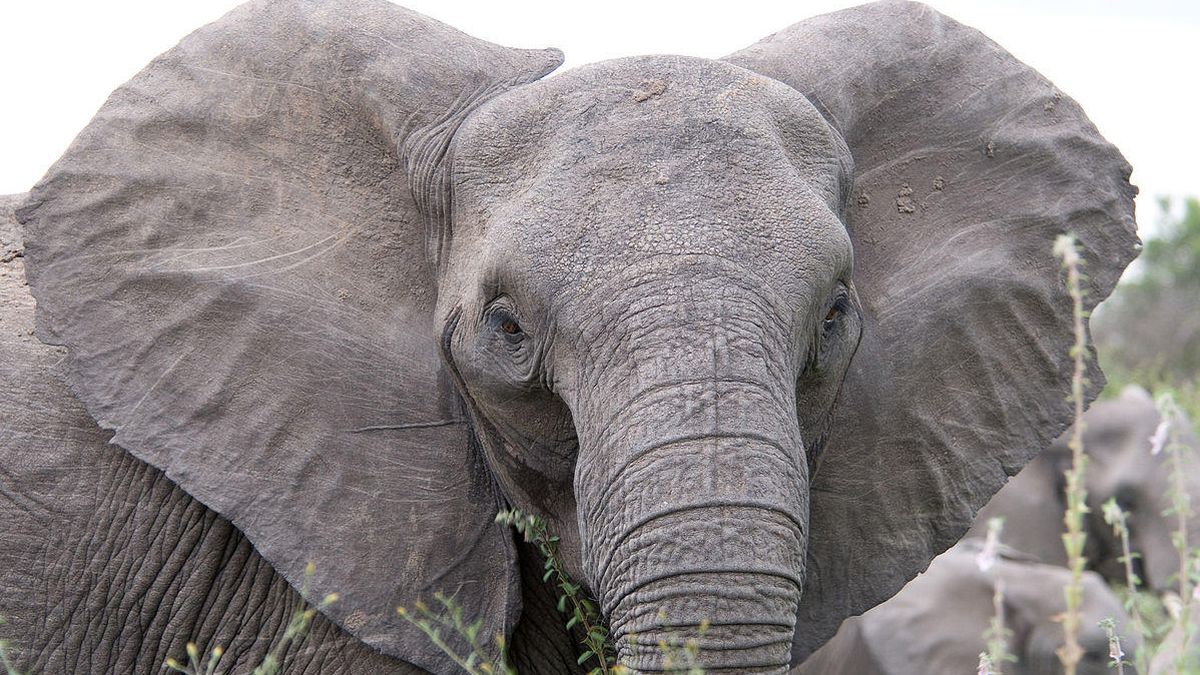 Papel hecho con estiércol de elefante, la apuesta del Zoo de Praga por el reciclaje