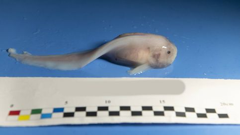 Los secretos del pez baboso de las Marianas: el gran 'killer' de las profundidades marinas