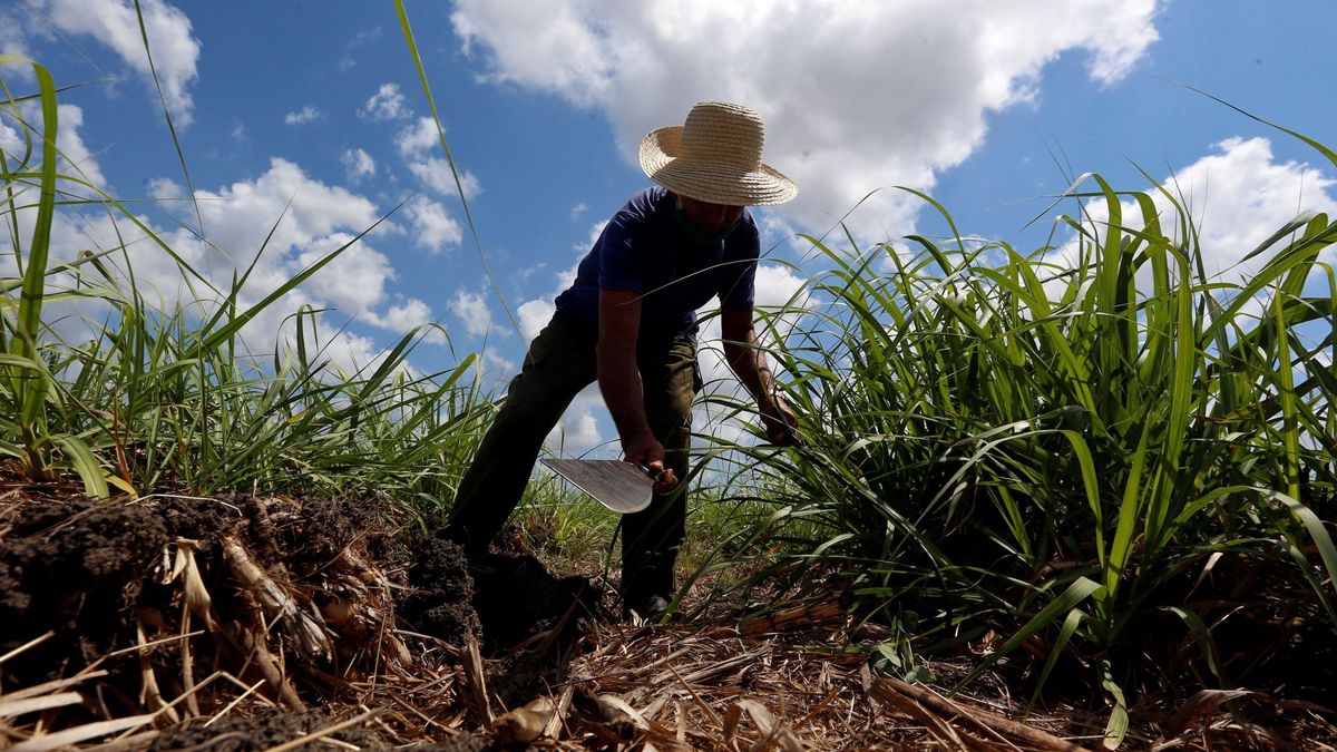 El precio del azúcar alcanza máximos de 2017 tras la peor cosecha de Brasil en una década