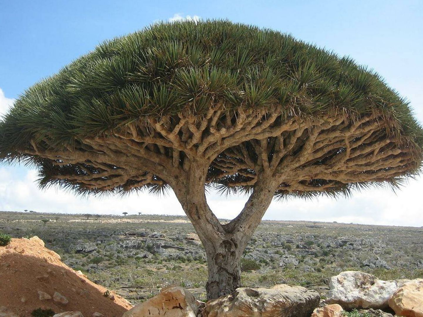 El 'Dracaena cinnabari' de Socotra, en Yemen. (Wikipedia)