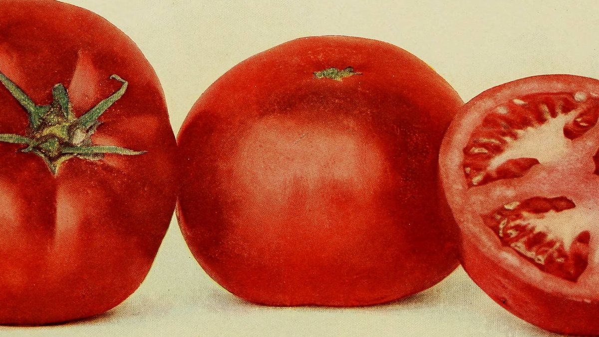Más de dos siglos de desprecio al tomate: cuando comer esta fruta no parecía posible
