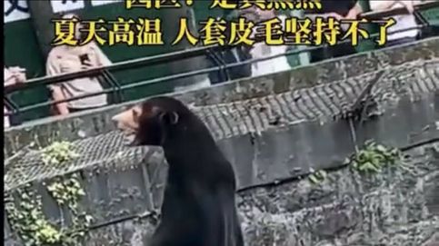¿Oso o humano? Confusión en un zoológico chino por este animal