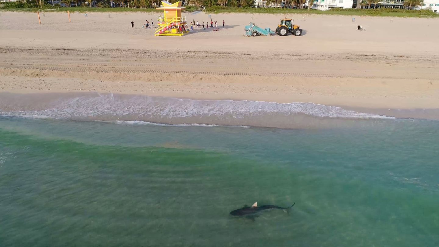 Un tiburón tigre cerca de Miami Beach en 2017 (Reuters)