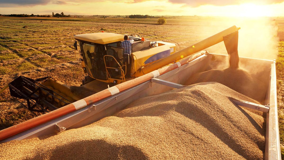 El futuro del trigo, en el aire: necesitamos soluciones para seguir llevando pan a la mesa
