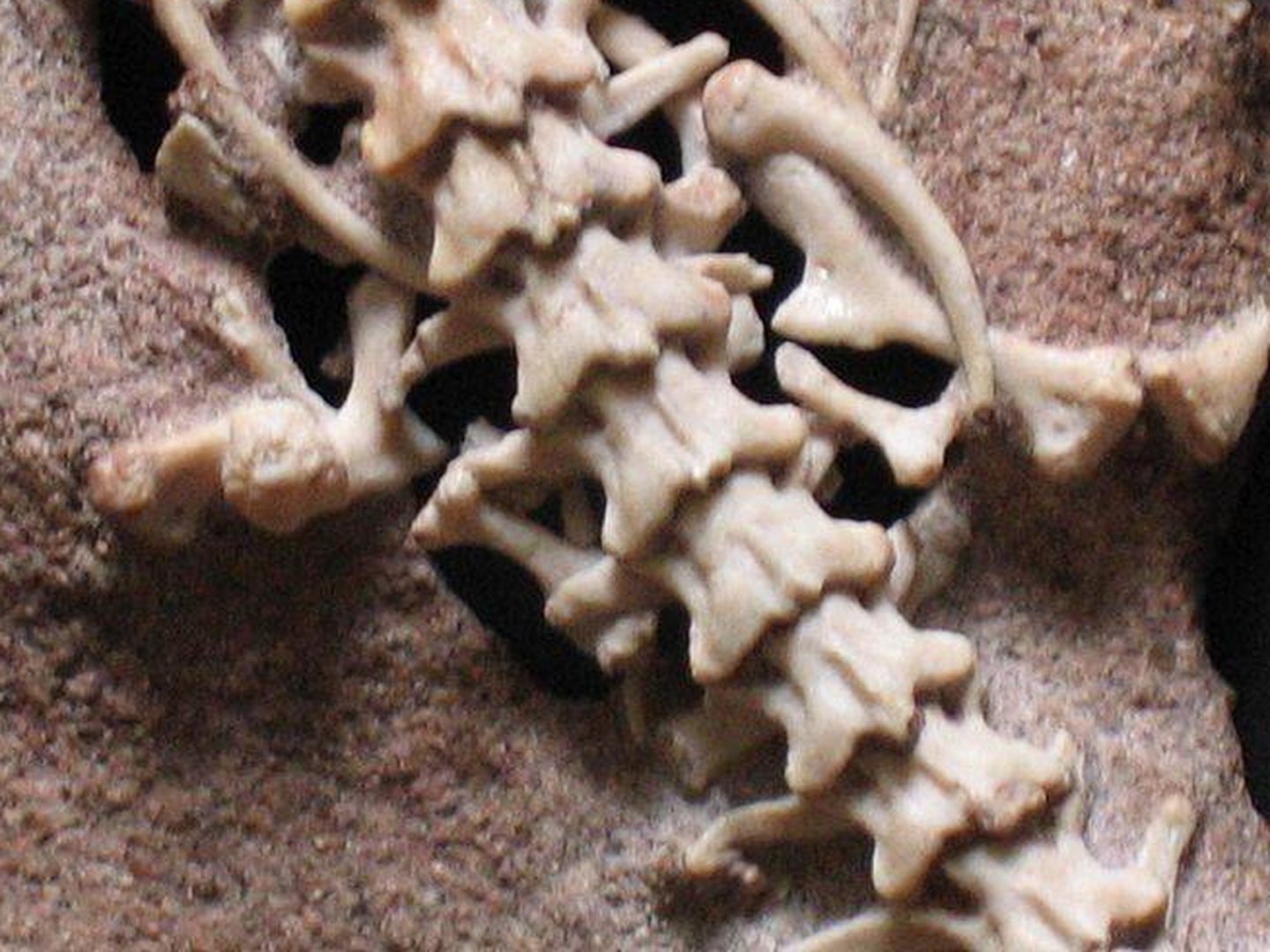 Imagen de archivo de los restos de una 'najash', en los que se aprecian sus patas. (Wikimedia Commons)