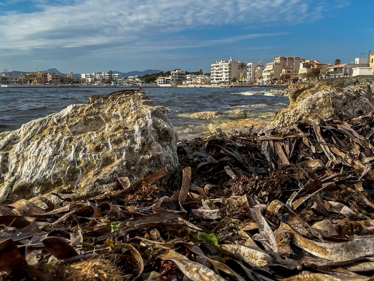 Foto: Posidonia oceanica muerta en la bahía de Palma. (EFE/Cati Cladera)