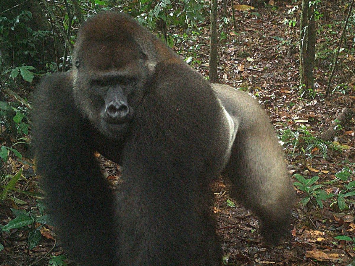 Foto: Los investigadores estudiaron un tipo de gorila del que quedan menos de mil ejemplares (EFE Sociedad De Conservación De Vida Salvaje)