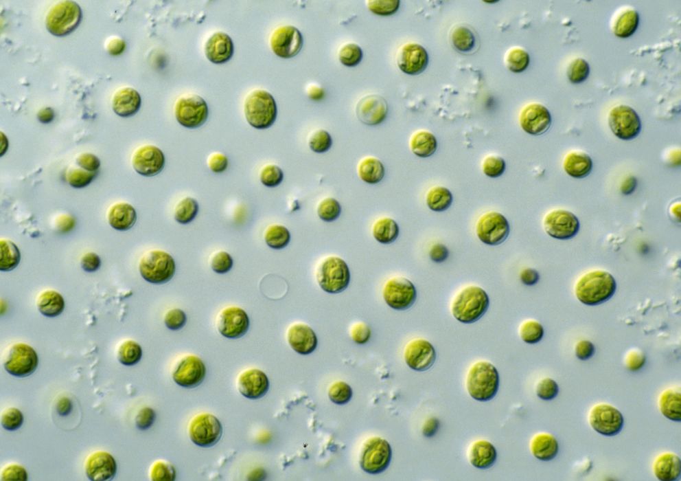 Foto: Las microalgas son el sistema natural de captura y fijación de CO2 más eficiente del planeta