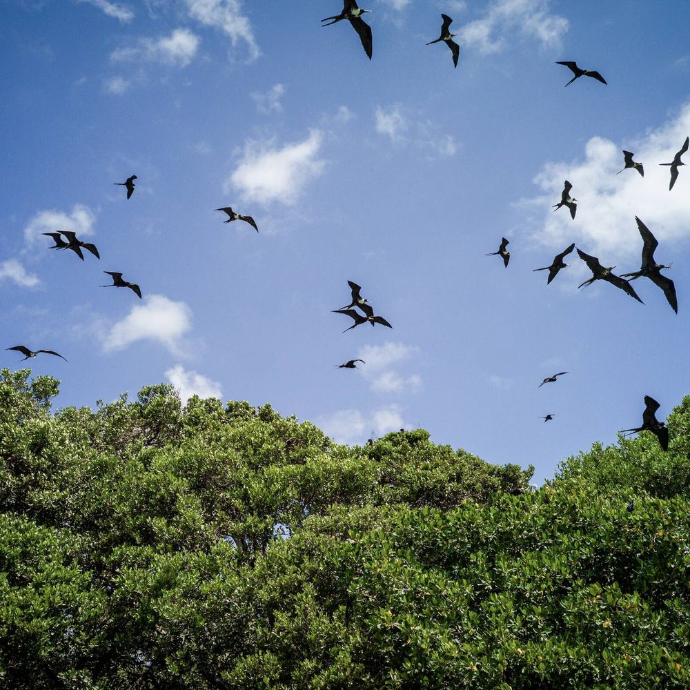 Aves fragata, muy habituales en la reserva de Sian Ka'an. (F. Morales)