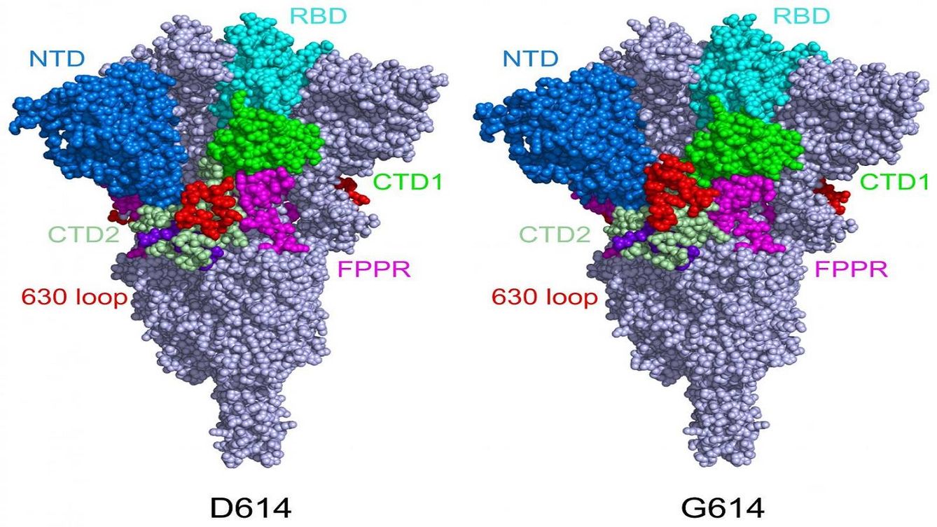 Estructura de la proteína S del SARS-CoV-2 antes y después de la mutación D614G. (Boston Children's Hospital)