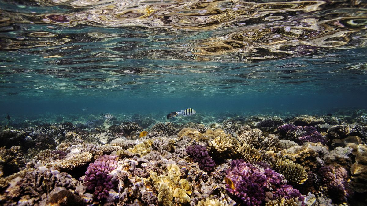 Los arrecifes de coral y la biodiversidad se han reducido a la mitad desde 1950