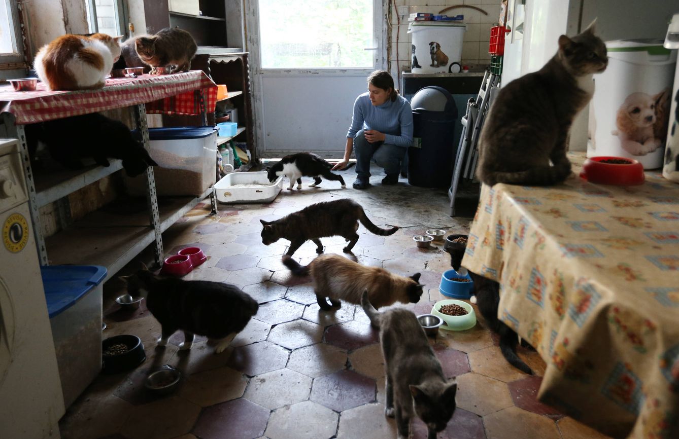 Una joven alimenta a 25 gatos callejeros en su apartamento de Bruselas, en 2014. (Reuters)