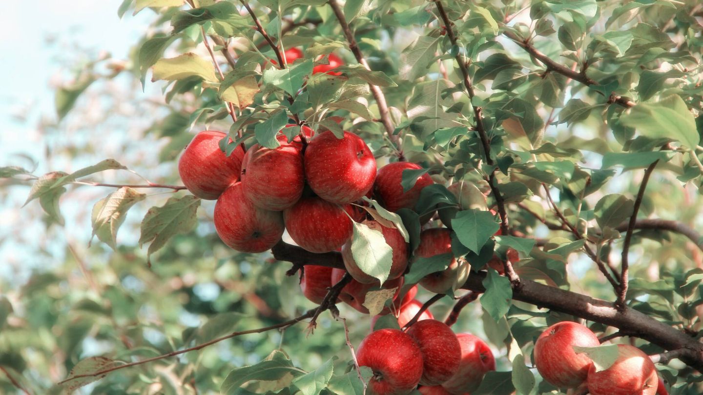 Incluir en nuestra dieta frutas como la manzana, un remedio muy efectivo para combatir la deshidratación. (Pexels/Elizabeth Tr. Armstrong)