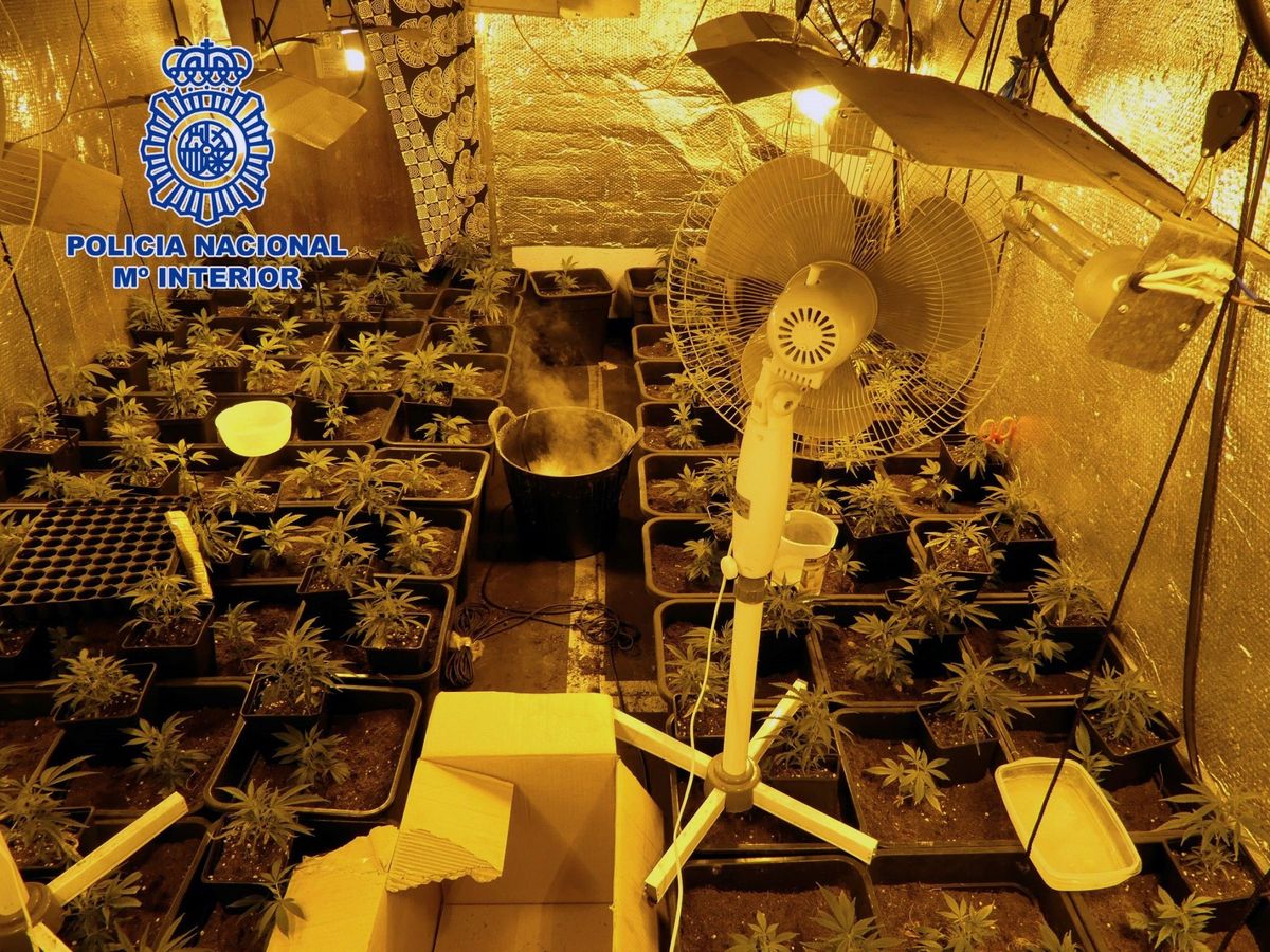Foto: Narcopisos en los que se cultivaba y distribuía marihuana en imagen de archivo. (EFE/Guardia Civil) 