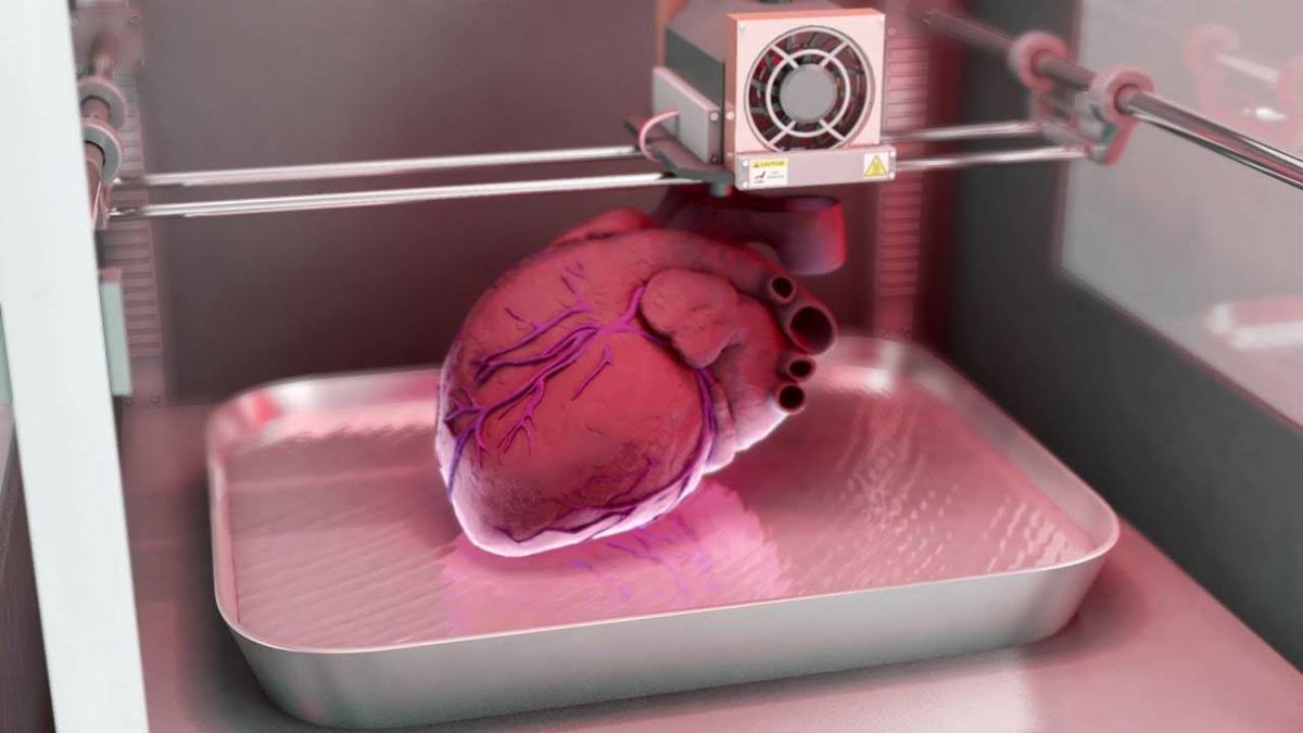 Nuevo avance en la fabricación de órganos humanos para trasplantes