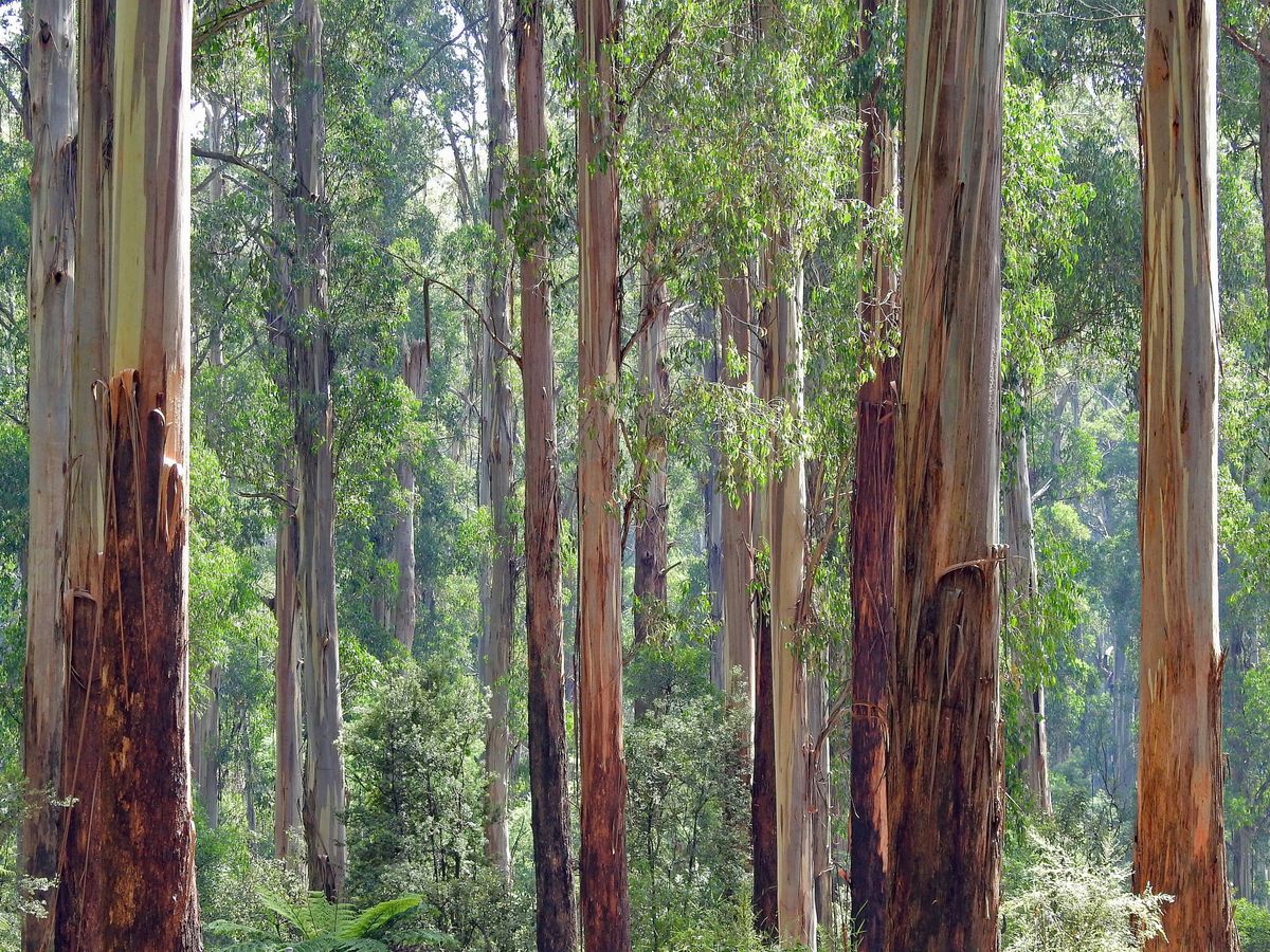 Foto: Un bosque de eucaliptos, en una foto de archivo