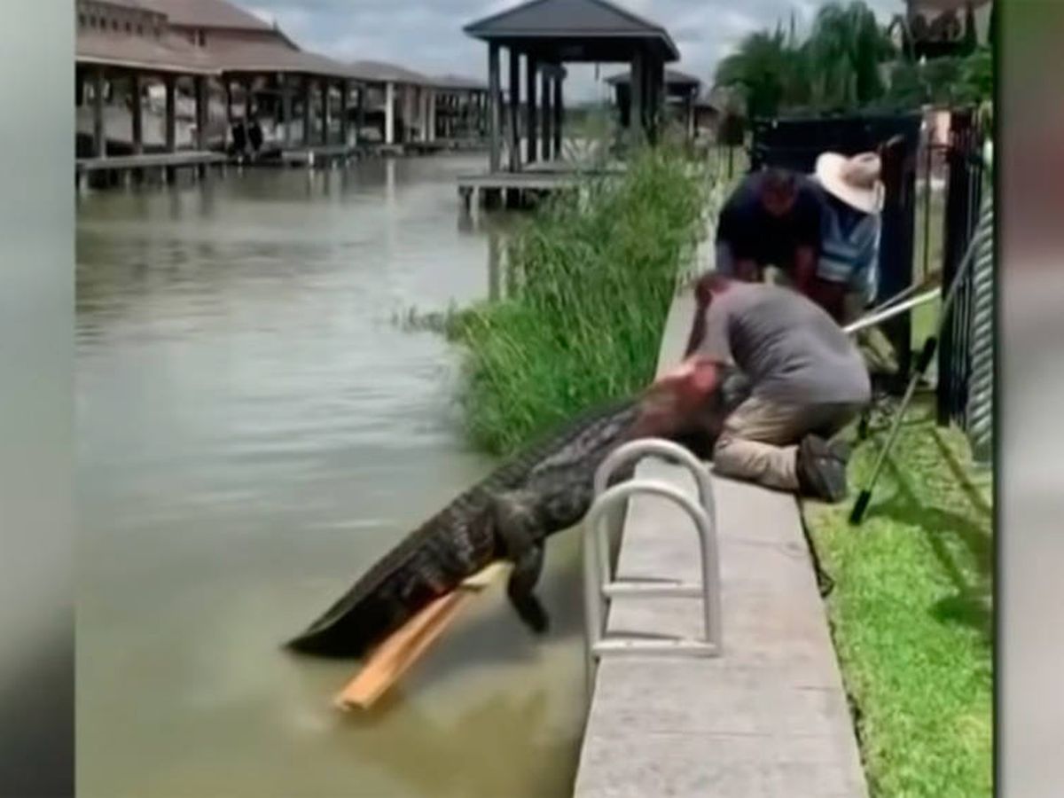 Foto: Tuvieron que llamar a un cazador de caimanes para que se hiciera cargo del animal (Foto: TouTube)