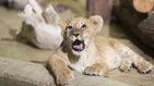 La primera cría de león blanco nacida en España es macho y se llama White King