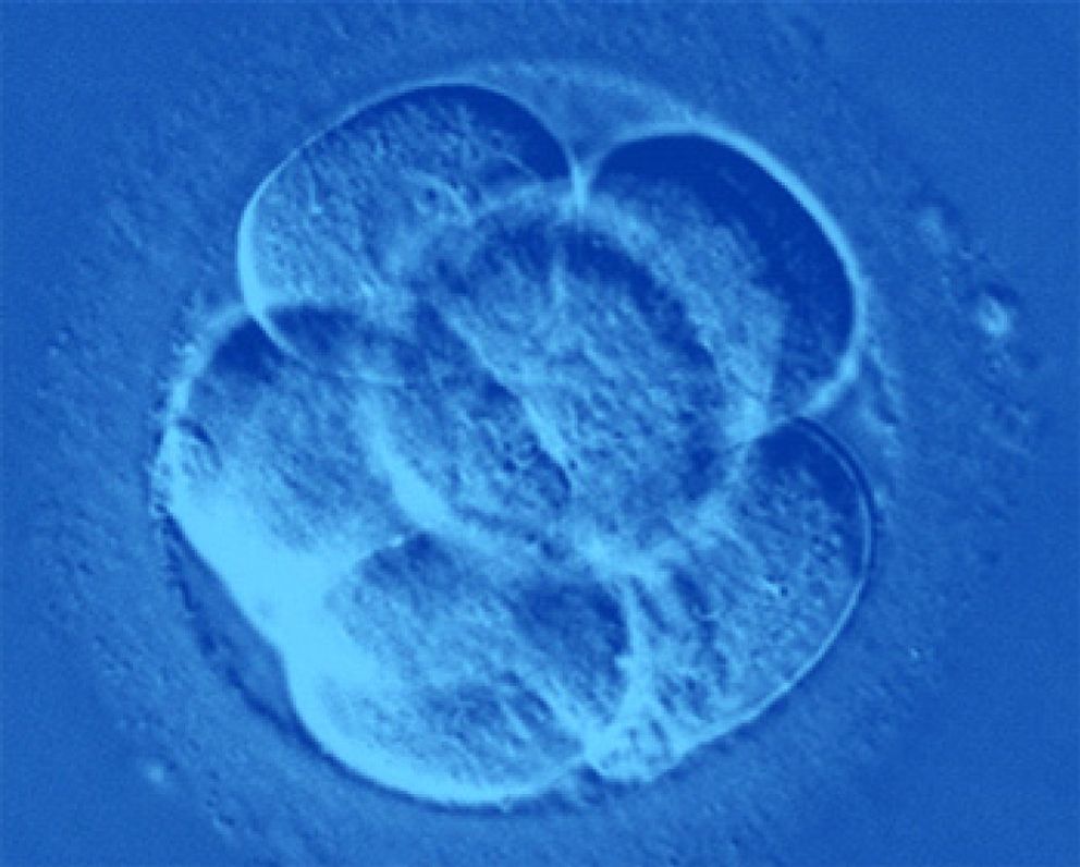 Foto: Londres otorga licencias para investigar con embriones híbridos