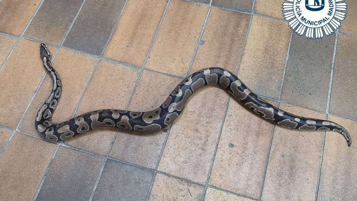 Encuentran una serpiente de pitón en su cocina en Villa de Vallecas (Madrid)