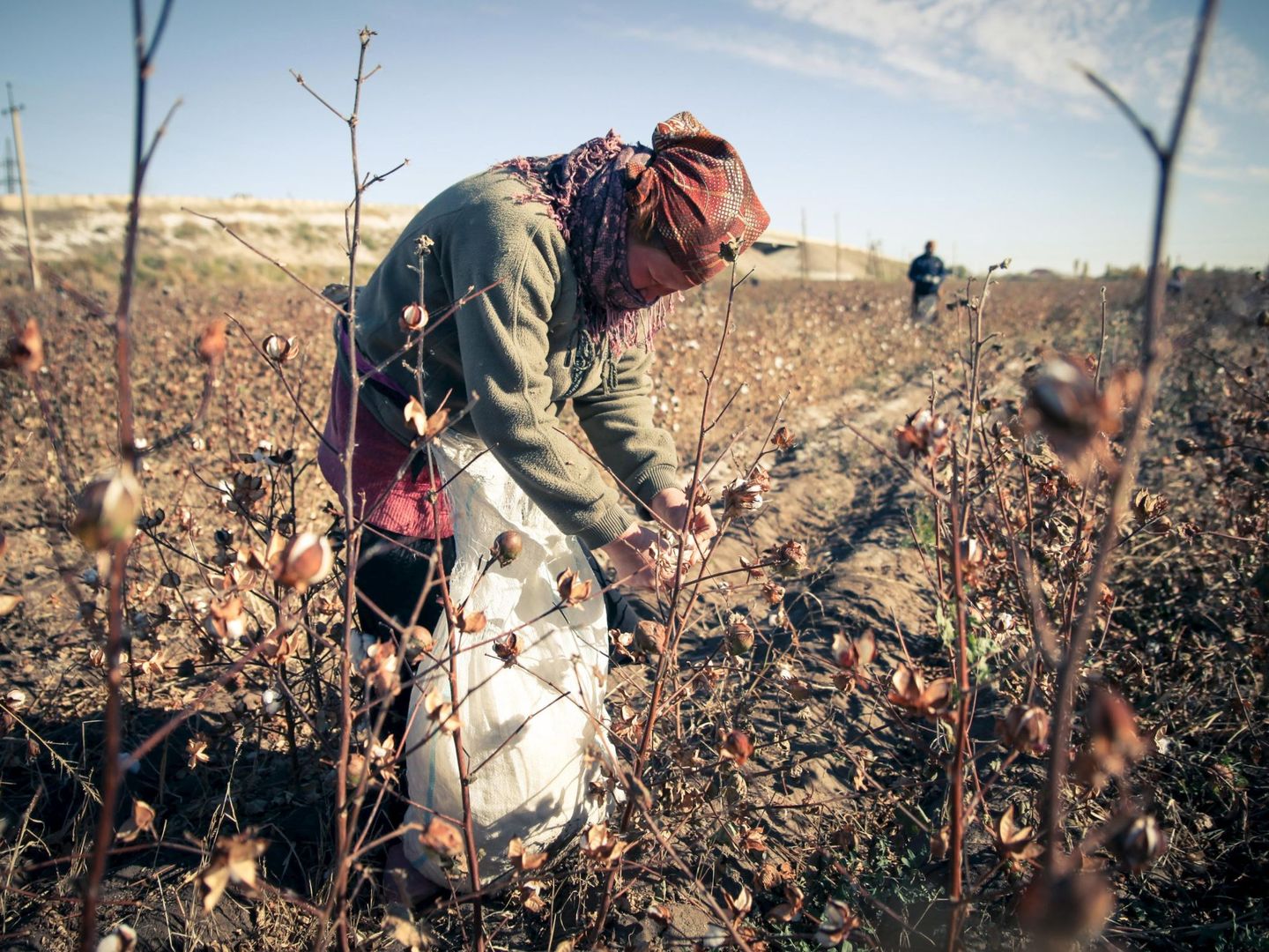 Recogida de algodón en Uzbekistán (Reuters)