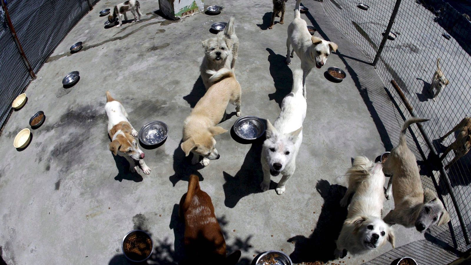 Foto: Perros en una casa para perros y gatos sin dueño. (EFE)