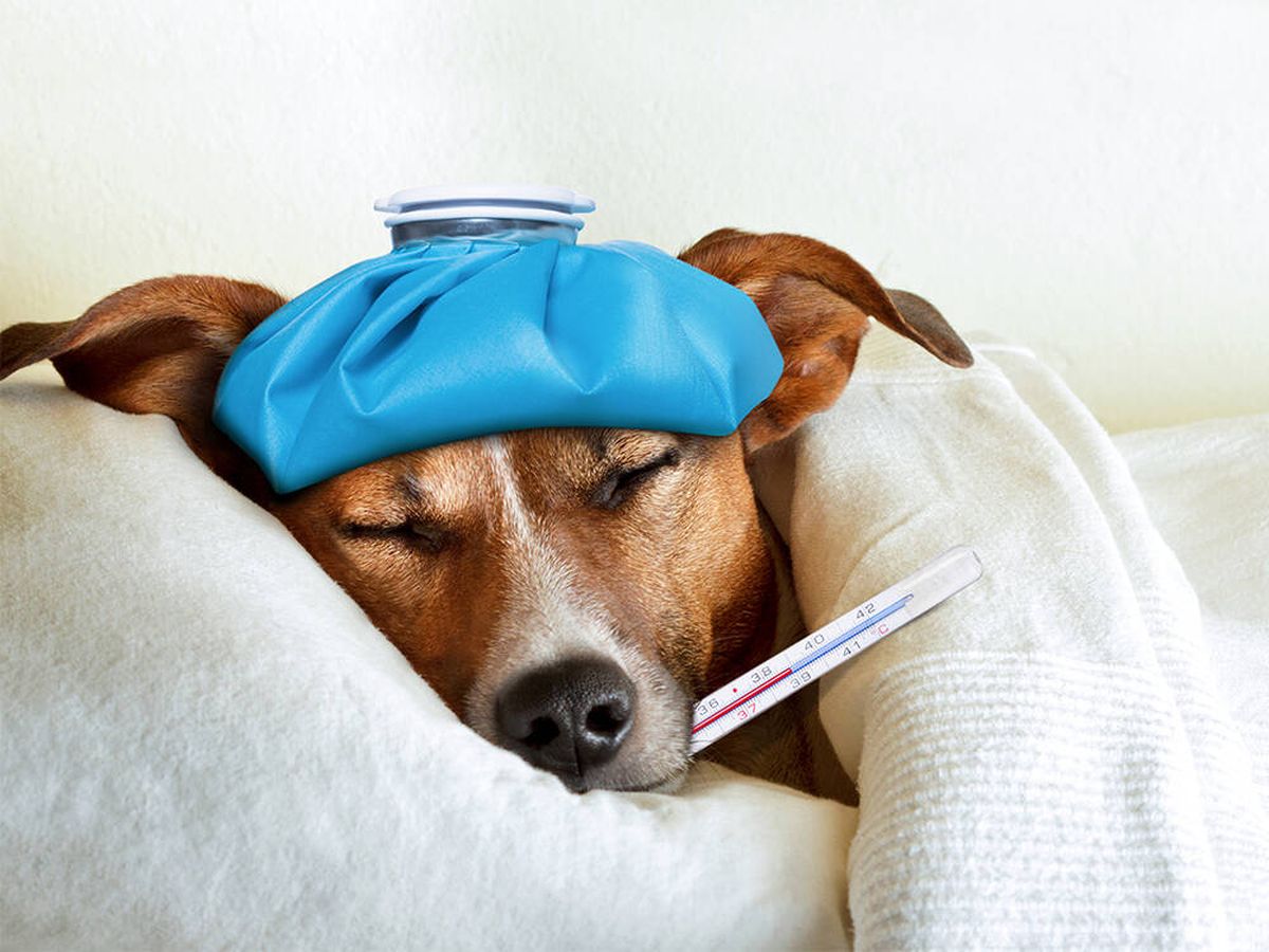 Foto: Las tres enfermedades más comunes en los perros: síntomas y tratamientos (iStock)