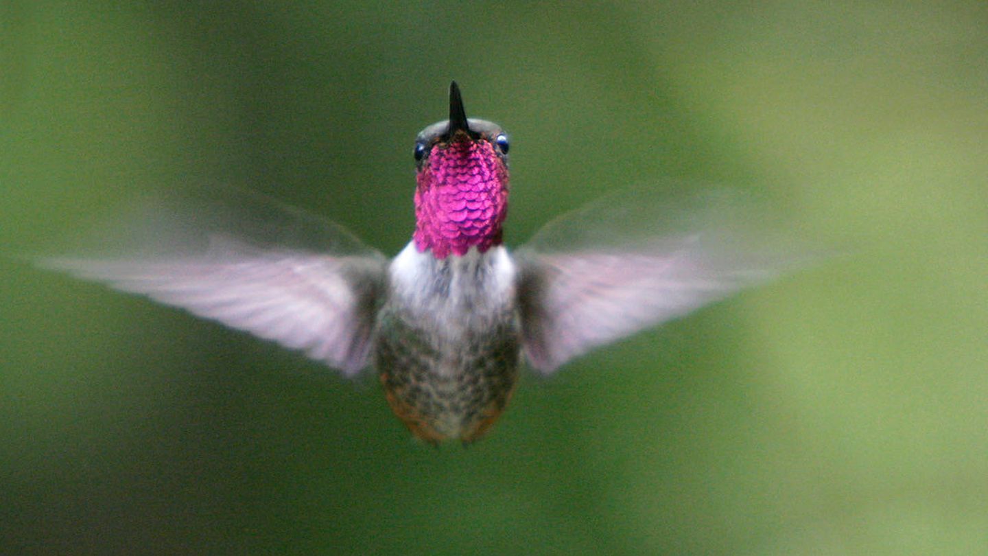 Un colibrí Chispita Volcanera, 'Selasphorus flammula'. (Andoni Canela)