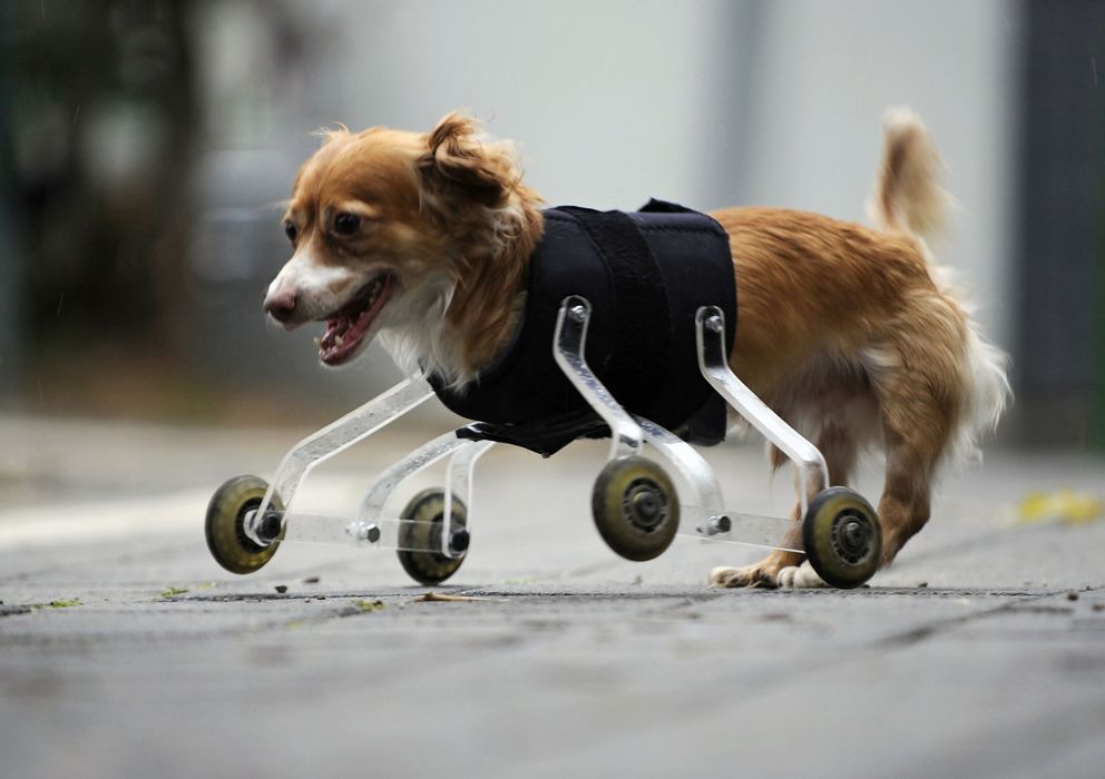 Foto: Hoppa, un perro asistido, por las calles de Tel Aviv. (REUTERS)