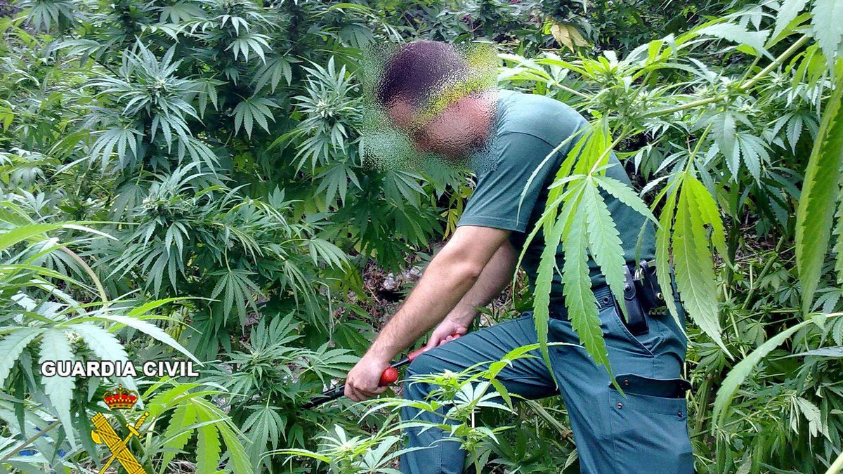 Policía y Guardia Civil no dan abasto con el cannabis: 1,4 millones de plantas incautadas