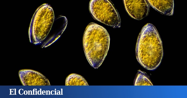 www.elconfidencial.com