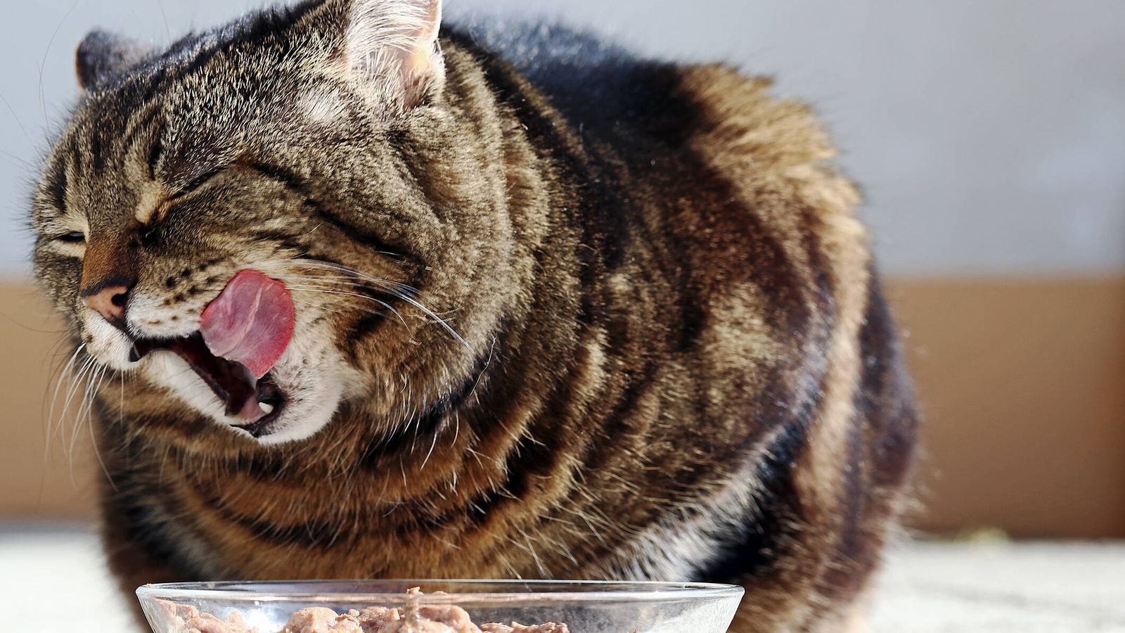 Un estudio con miles de gatos identifica sus 7 rasgos de personalidad