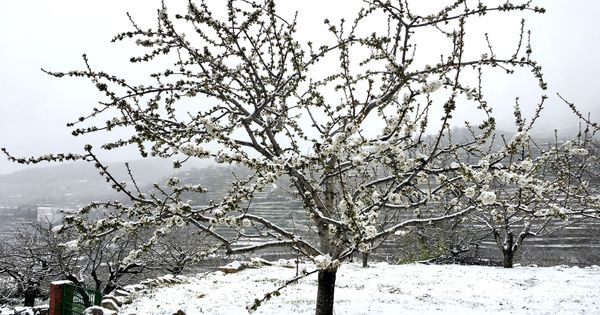 Foto: Un cerezo en flor cubierto por la nevada primaveral. (EFE)
