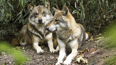 Lobos y jabalíes llegan a las ciudades de Galicia y enfrentan a cazadores y animalistas