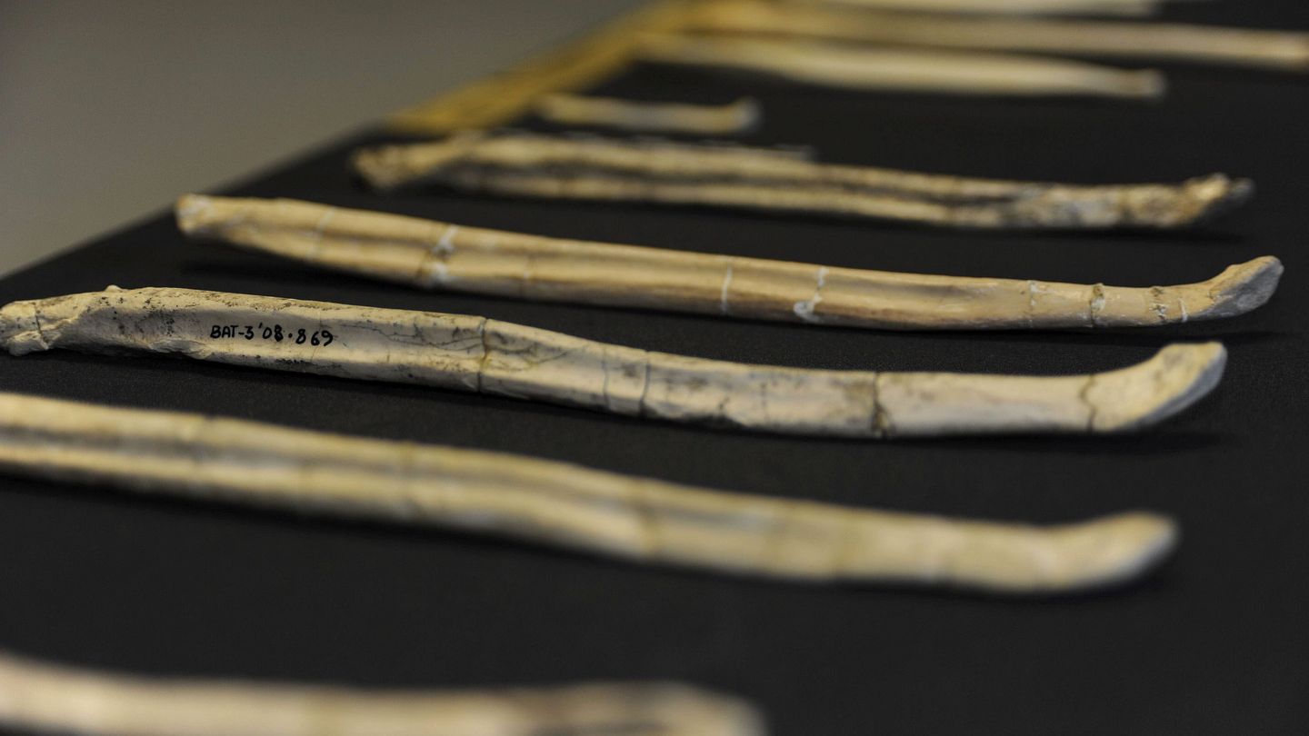 Huesos de pene de perro-oso prehistórico de hace nueve millones de años hallados en el Cerro de los Batallones. (EFE / CSIC)