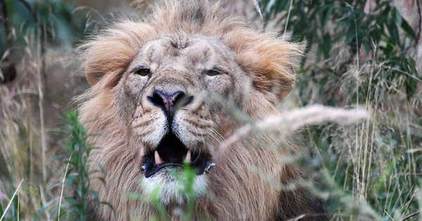 Foto: Los leones son los animales más deseados por los cazadores (EFE EPA/ANDY RAIN)