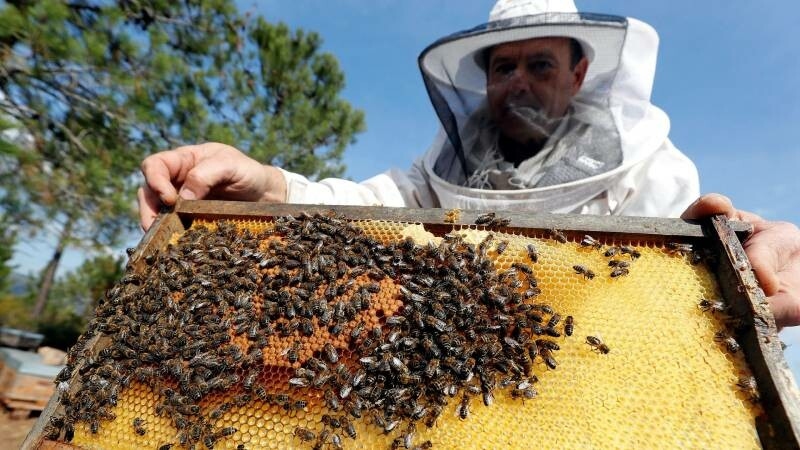 Foto de No solo sufren la sequía en Cataluña: en Canarias tienen que dar incluso de beber a las abejas