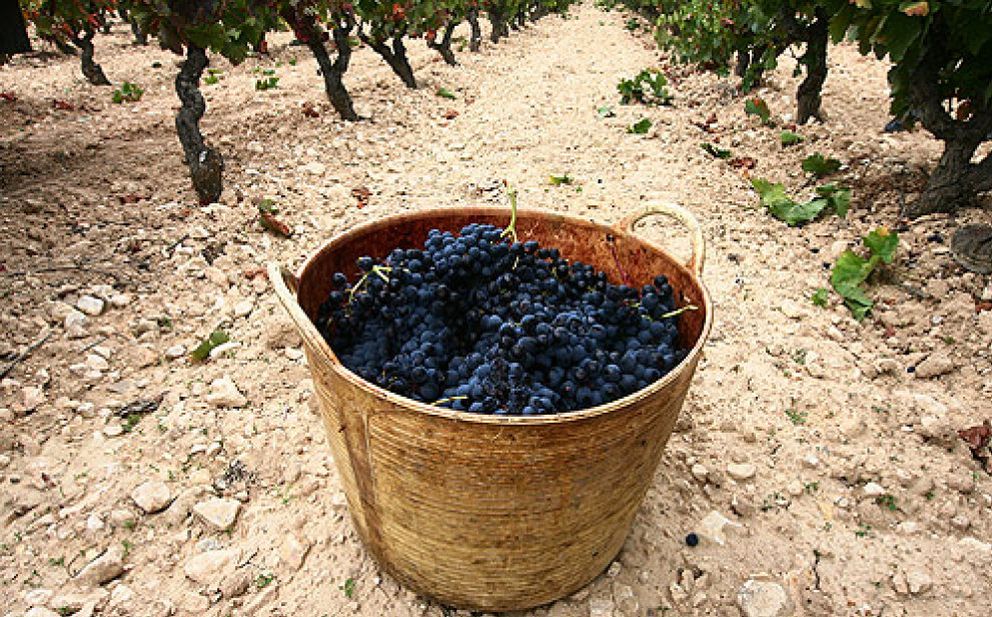 Foto: La cosecha 2009 de Rioja recibe la calificación 'Muy Buena'