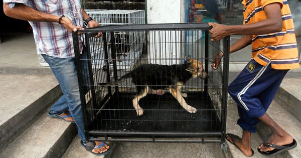Foto: Las condiciones de algunos cachorros en las tiendas dejan mucho que desear (Reuters/Dinuka Liyanawatte)